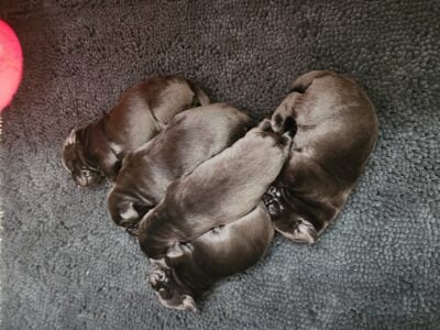 Black Lab Puppies