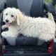 Aussiedoodle Puppies