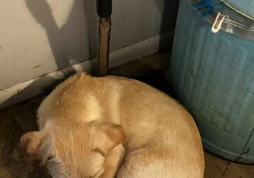 labradoodle/golden doodle to rehome