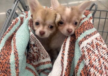Two male Chihuahuas