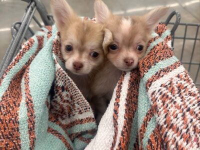 Two male Chihuahuas