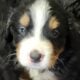 Bernese Mountain dogs