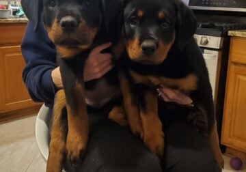 Rottweiler female puppies