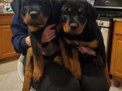 Rottweiler female puppies