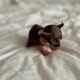 Just Born Sphynx Kittens TICA Purebred