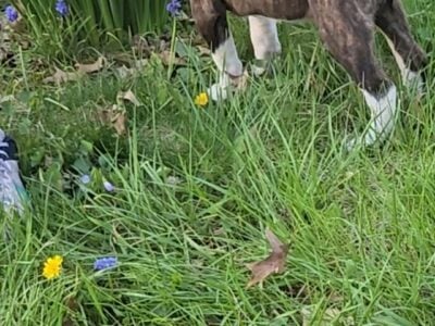American bulldog female 8 weeks old