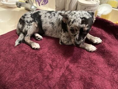 Chihuahua Pups