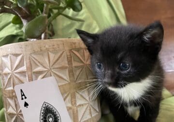 Tuxedo Kitty!
