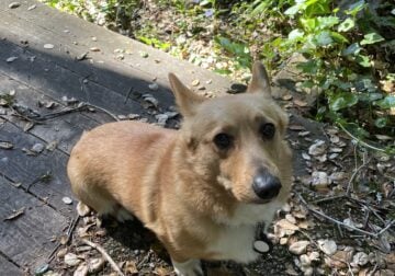 Rehoming 3 YO Corgi