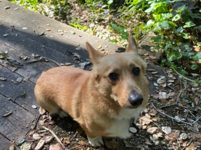 Rehoming 3 YO Corgi