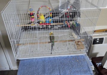 Two Parakeets for free