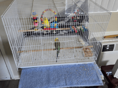 Two Parakeets for free
