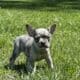 AKC French Bulldog Lilac & Tans & Merles