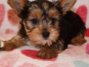 Yorkie puppy