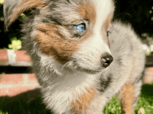 Toy Australian Shepherd puppies