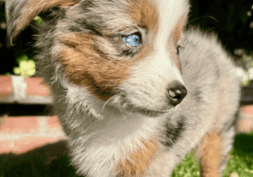 Toy Australian Shepherd puppies