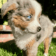 Toy Australian Shepherd puppies
