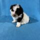 Toy poodle puppies absolutely adorable.