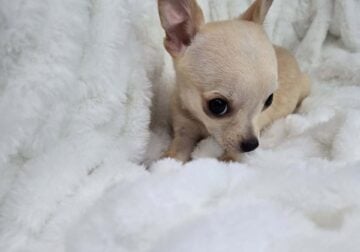 Now Accepting Royal Applications: Meet Pixie – Our