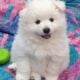 Pomeranian Puppy