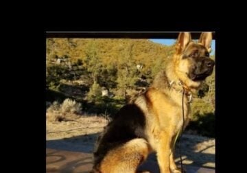 German shepherd puppies (showline)