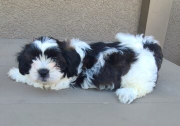 Shihtzu