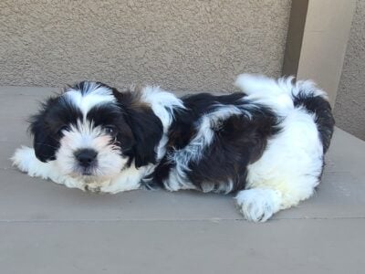 Shihtzu