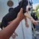 Great dane euro line puppies
