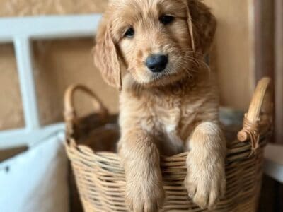 Goldendoodle