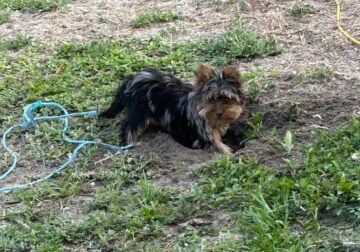 yorkie