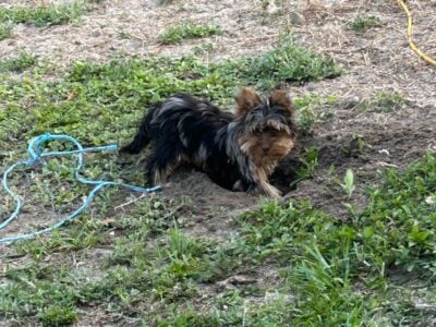 yorkie