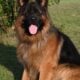 AKC German Shepherd Puppies