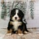 Honey – AKC Bernese Mountain Dog Puppy