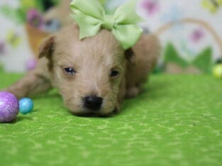 CKC Schnoodle Cayenne