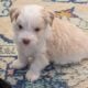 5 Miniature Aussiedoodle puppies