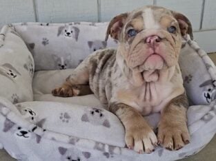English Bulldog Lilac Tri Merle