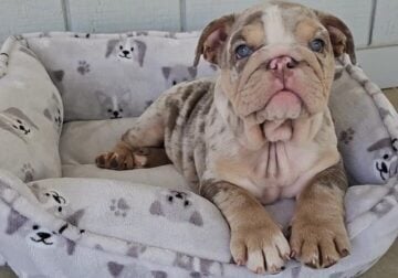 English Bulldog Lilac Tri Merle