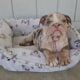 English Bulldog Lilac Tri Merle