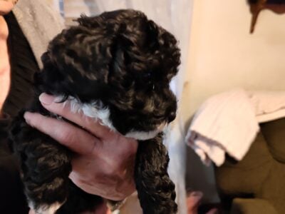 Miniature Poodle Puppies In Search Of A Home