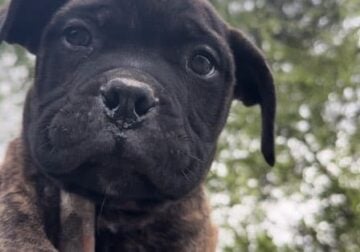 Bull Mastiff