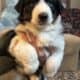 Australian Shepherd Puppies