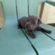 Healthy & Loving Pitbull Puppies!