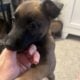 Beautiful Belgian Malinois pups