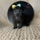 Toy poodle