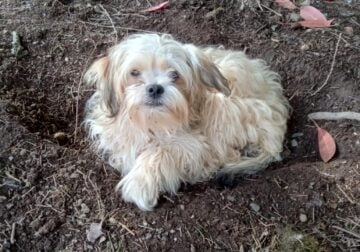 Female Maltipoo
