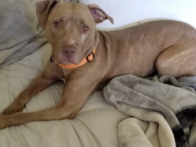 Dog for sale