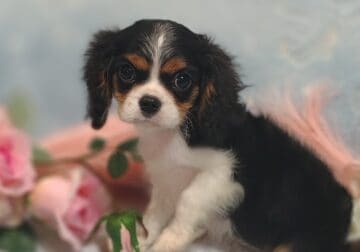 Full AKC Cavalier King Charles Spaniel