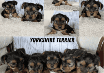 TOY YORKIE PUPS BORN FEB 25