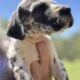 Great Dane puppies