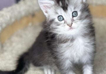 Maine Coon kittens ready to join your family